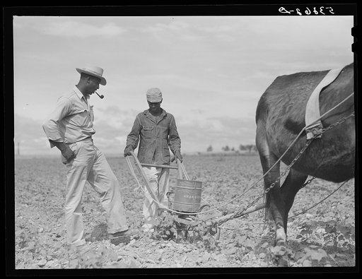 Untitled photo, possibly related to: George Campbell putting nitrate of soda on his cotton crop. La Delta Project, Thomastown, Louisiana