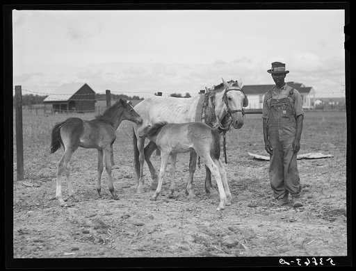 Untitled photo, possibly related to: Tom Scott with his mare and two colts which he raised himself on his farm at La Delta Project. Thomastown, Louisiana