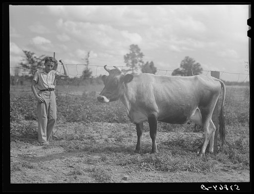 Cow belonging to Pleas Rodden's family, FSA (Farm Security Administration) rehabilitation borrowers in West Carroll Parish, Louisiana
