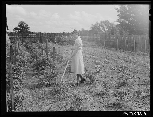 Untitled photo, possibly related to: Mrs. Pleas Rodden, FSA (Farm Security Administration) rural rehabilitation borrower getting vegetables from their garden. West Carroll Parish, Louisiana