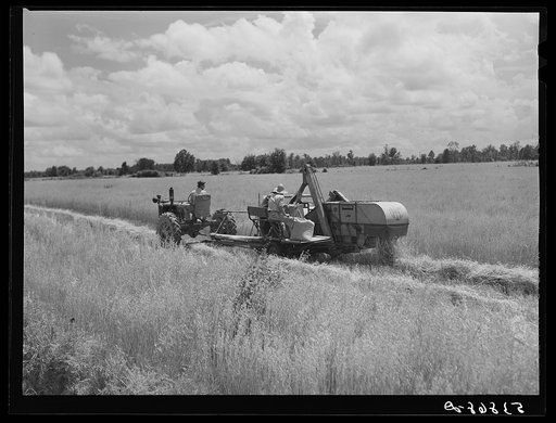 Harvesting oats with co-op combine purchased by Otis Coody through FSA (Farm Security Administration) community co-op service loan. West Carroll Parish, Louisiana