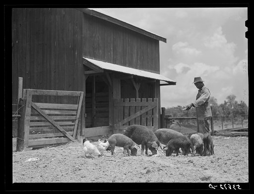 Untitled photo, possibly related to: Clifton Davenport feeding some of his hogs by new barn. La Delta Project, Thomastown, Louisiana