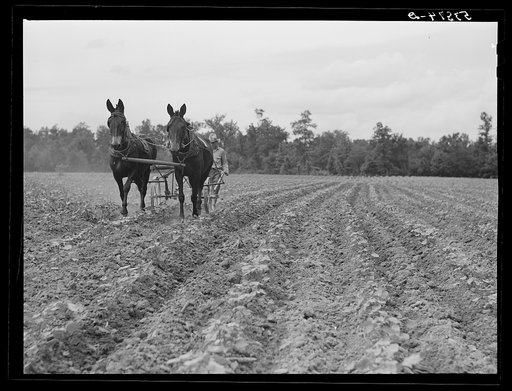 Pleas Rodden, FSA (Farm Security Administration) rural rehabilitation borrower, cultivating his cotton. West Carroll Parish, Louisiana