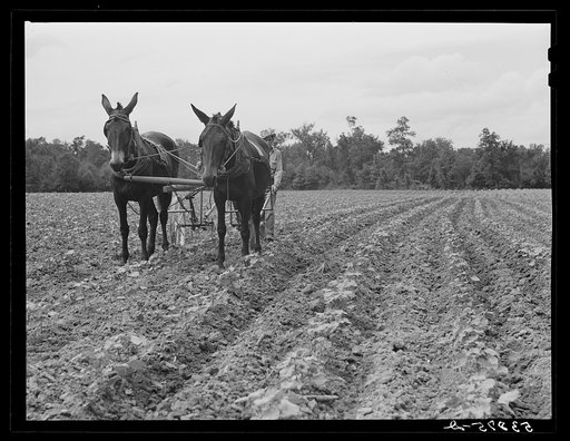 Untitled photo, possibly related to: Pleas Rodden, FSA (Farm Security Administration) rural rehabilitation borrower, cultivating his cotton. West Carroll Parish, Louisiana