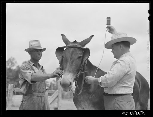 Dr. J.D. Jones administers anti-anthrax serum intravenously to one of farmer H.W. Jones's mules, FSA (Farm Security Administration) borrower getting benefit of veterinary cooperative in West Carroll Parish, Louisiana