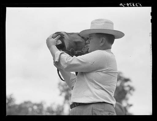 Dr. J.D. Jones examining one of farmer H.W. Jone's mules, FSA (Farm Security Administration) borrower getting benefit of veterinary cooperative in West Carroll Parish, Louisiana
