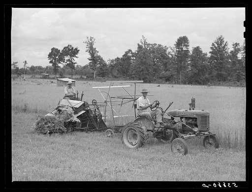 Untitled photo, possibly related to: J.M. Womack harvesting oats of FSA (Farm Security Administration) borrower Robert J. Waller with cooperative binder which he purchased through FSA (Farm Security Administration) with community cooperative service loan. West Carroll Parish, Louisiana