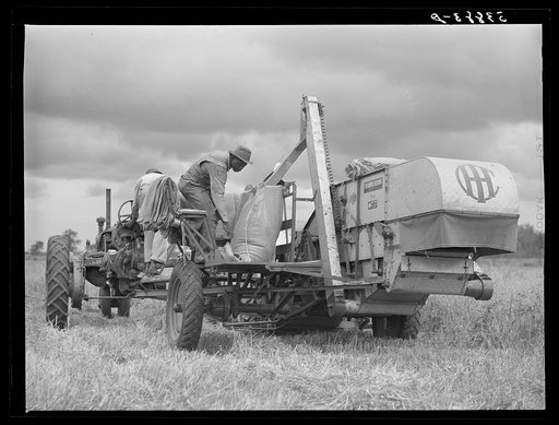 Harvesting oats with co-op combine purchased by Otis Coody through FSA (Farm Security Administration) community co-op service loan. West Carroll Parish, Louisiana