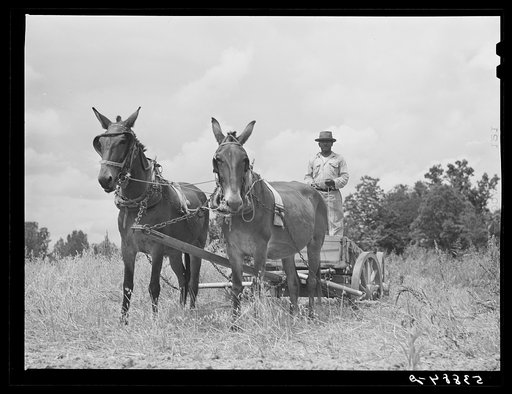 Untitled photo, possibly related to: Harvesting oats with co-op combine purchased by Otis Coody through FSA (Farm Security Administration) community co-op service loan. West Carroll Parish, Louisiana