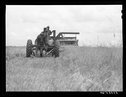 Untitled photo, possibly related to: Harvesting oats with co-op combine purchased by Otis Coody through FSA (Farm Security Administration) community co-op service loan. West Carroll Parish, Louisiana