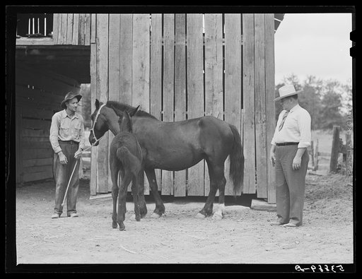 Untitled photo, possibly related to: Dr. J.D. Jones inspecting brood mare and colt of FSA (Farm Security Administration) borrower M.P. Puckett, who is receiving the benefits of the FSA veterinary cooperative. West Carroll Parish, Louisiana