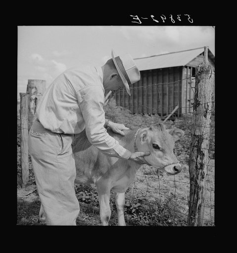 Parish supervisor Willy Roberts examining cow belonging to Pleas Rodden FSA (Farm Security Administration) rural rehabilitation borrower. West Carroll Parish, Louisiana