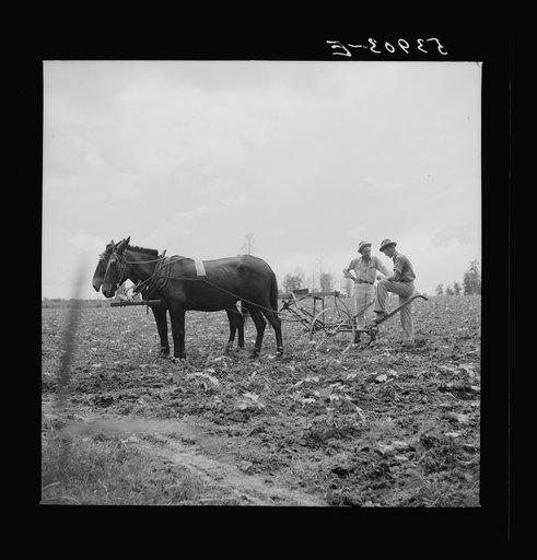 Untitled photo, possibly related to: Pleas Rodden, FSA (Farm Security Administration) rural rehabilitation borrower, cultivating his cotton. West Carroll Parish, Louisiana
