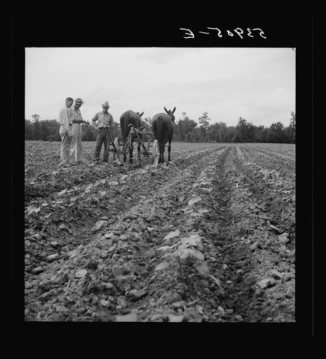 Untitled photo, possibly related to: Pleas Rodden, FSA (Farm Security Administration) rural rehabilitation borrower, cultivating his cotton. West Carroll Parish, Louisiana