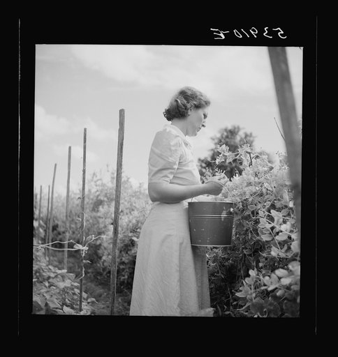 Untitled photo, possibly related to: Mrs. Pleas Rodden, FSA (Farm Security Administration) rural rehabilitation borrower getting vegetables from their garden. West Carroll Parish, Louisiana