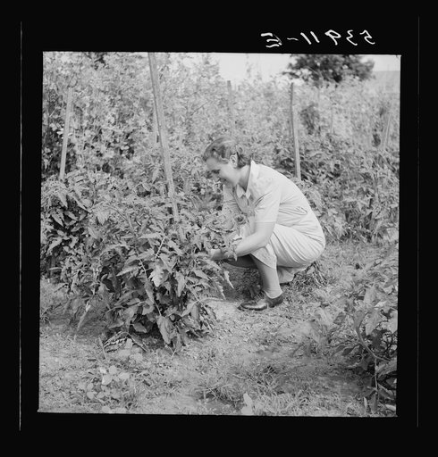 Untitled photo, possibly related to: Mrs. Pleas Rodden, FSA (Farm Security Administration) rural rehabilitation borrower getting vegetables from their garden. West Carroll Parish, Louisiana
