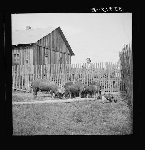 Untitled photo, possibly related to: Mrs. Pleas Rodden, FSA (Farm Security Administration) rural rehabilitation borrower, feeding their hogs. West Carroll Parish, Louisiana