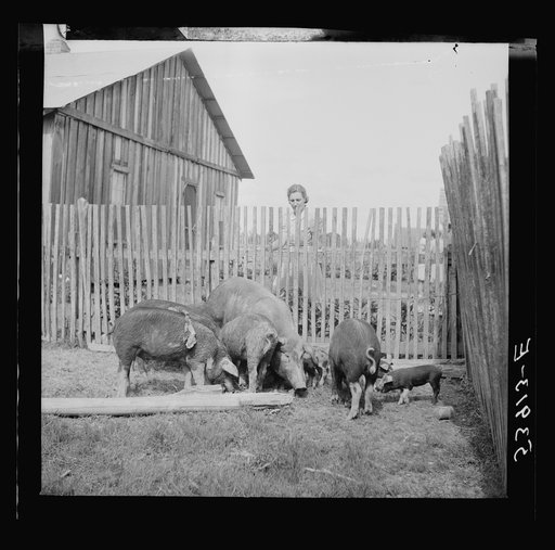 Mrs. Pleas Rodden, FSA (Farm Security Administration) rural rehabilitation borrower, feeding their hogs. West Carroll Parish, Louisiana