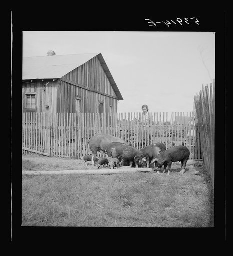Untitled photo, possibly related to: Mrs. Pleas Rodden, FSA (Farm Security Administration) rural rehabilitation borrower, feeding their hogs. West Carroll Parish, Louisiana