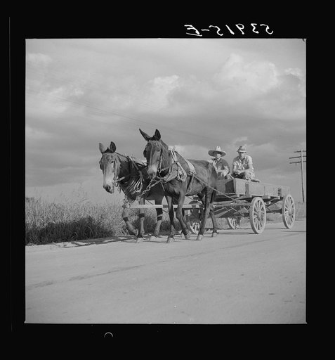 Going to the store. Transylvania, Louisiana
