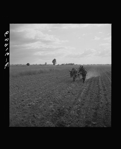 Untitled photo, possibly related to: William J. Sullivan's son cultivating cotton alongside his home by the levee. Transylvania Project, Louisiana