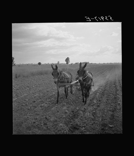 Untitled photo, possibly related to: William J. Sullivan's son cultivating cotton alongside his home by the levee. Transylvania Project, Louisiana