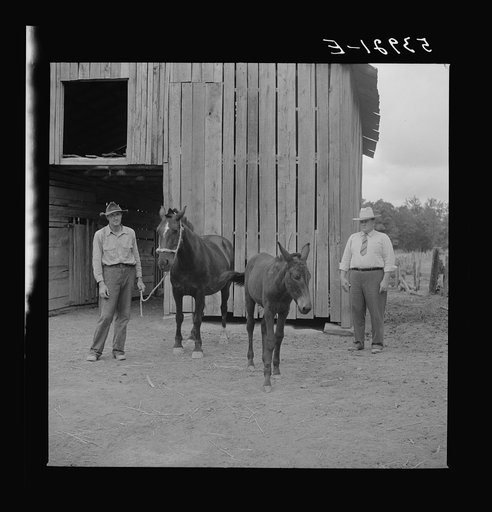Untitled photo, possibly related to: Dr. J.D. Jones inspecting brood mare and colt of FSA (Farm Security Administration) borrower M.P. Puckett, who is receiving the benefits of the FSA veterinary cooperative. West Carroll Parish, Louisiana
