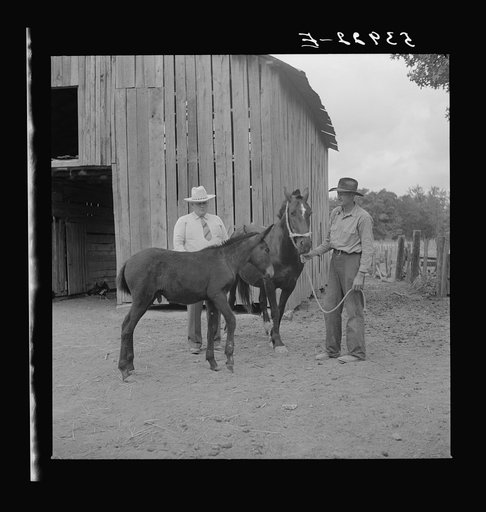 Dr. J.D. Jones inspecting brood mare and colt of FSA (Farm Security Administration) borrower M.P. Puckett, who is receiving the benefits of the FSA veterinary cooperative. West Carroll Parish, Louisiana