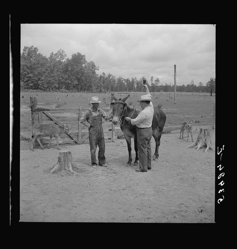 Untitled photo, possibly related to: Dr. J.D. Jones inspecting brood mare and colt of FSA (Farm Security Administration) borrower M.P. Puckett, who is receiving the benefits of the FSA veterinary cooperative. West Carroll Parish, Louisiana
