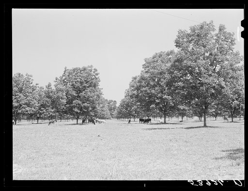 Untitled photo, possibly related to: The pecan grove and some of the livestock owned cooperatively by the project association. Transylvania Project, Louisiana