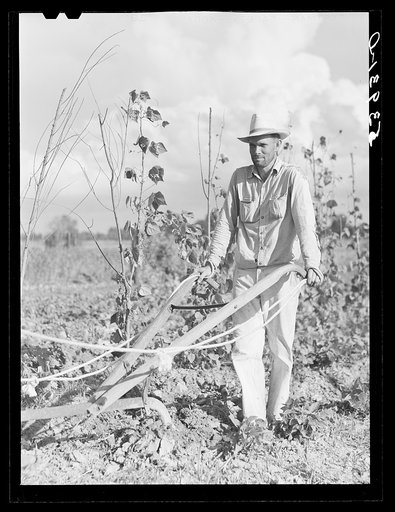 Untitled photo, possibly related to: Mr. Thomas G. Smith lets his mule cool off while cultivating in his garden. Transylvania Project, Louisiana