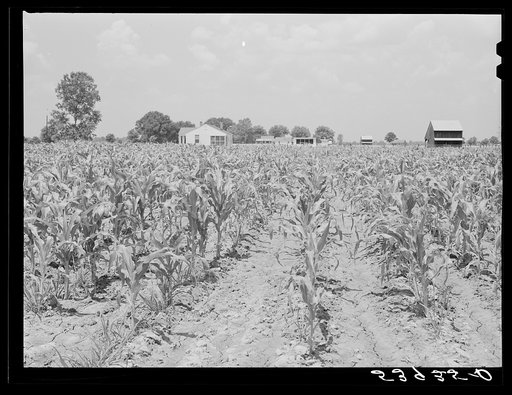 Cornfield with project family's home, chicken house and barn in background. Transylvania Project, Louisiana