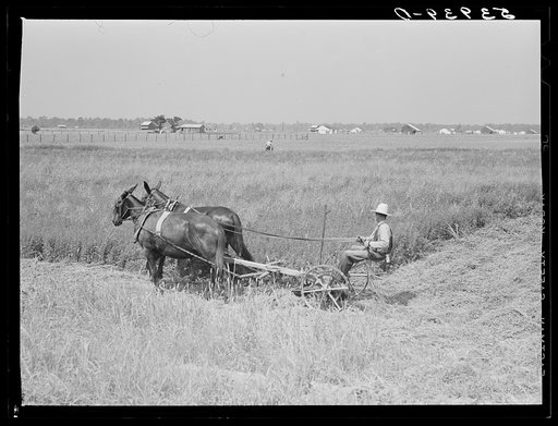 Untitled photo, possibly related to: J.G. Stanley, one of project family, cutting his alfalfa with mowing machine. Transylvania Project, Louisiana