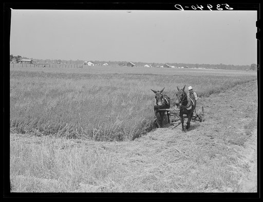 J.G. Stanley, one of project family, cutting his alfalfa with mowing machine. Transylvania Project, Louisiana