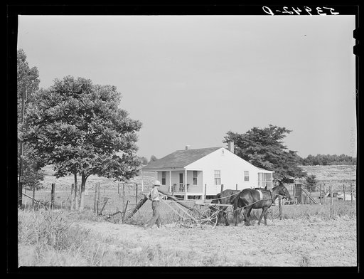 William J. Sullivan's son cultivating cotton alongside his home by the levee. Transylvania Project, Louisiana