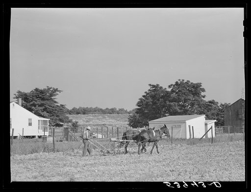 William J. Sullivan's son cultivating cotton alongside his home by the levee. Transylvania Project, Louisiana