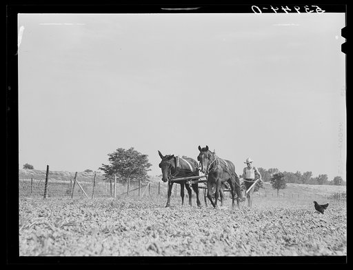 William J. Sullivan's son cultivating cotton alongside his home by the levee. Transylvania Project, Louisiana