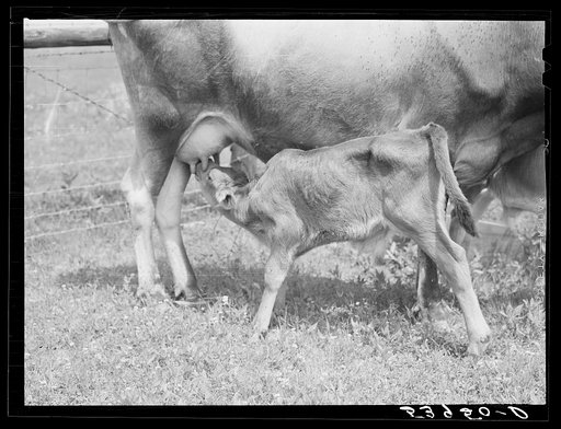 One of the project family's new calves. Several of the families are trying to build up a small dairy business, starting in by shipping sour cream. Transylvania Project, Louisiana
