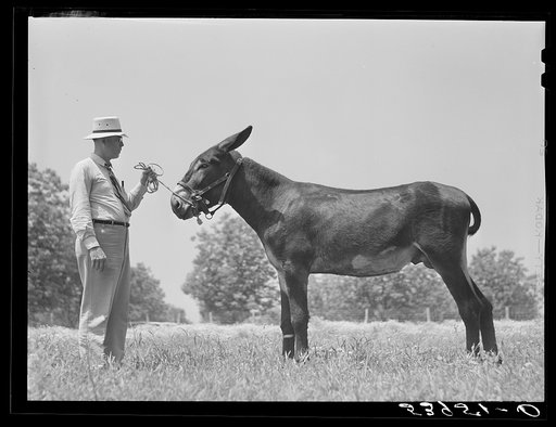Mr. B.A. Brady, project manager, with the co-op jack belonging to the project association. Transylvania Project, Louisiana