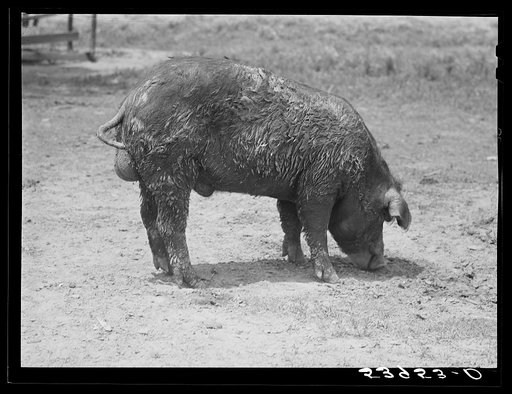 The co-op boar belonging to the project association. Transylvania Project, Louisiana