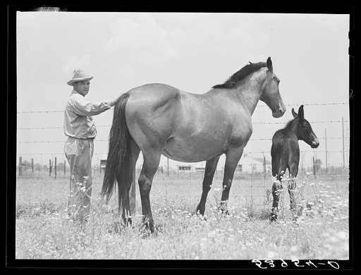 Untitled photo, possibly related to: Golus Skipper with his mare and her mule colt. The project families are encouraged to raise their own mules and have a co-op jack. Transylvania Project, Louisiana