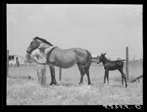 Untitled photo, possibly related to: Golus Skipper with his mare and her mule colt. The project families are encouraged to raise their own mules and have a co-op jack. Transylvania Project, Louisiana