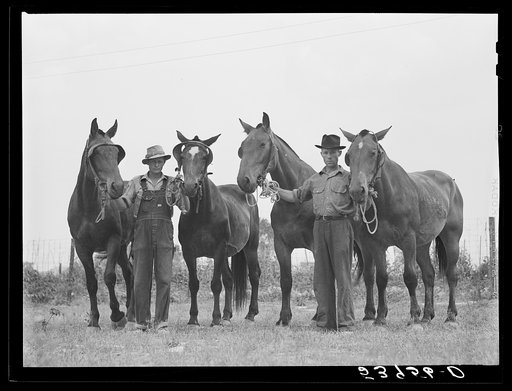 Untitled photo, possibly related to: W.D. Anglin, H.H. Teague, and J.W. Brumley and their teams of mares. Transylvania Project, Louisiana