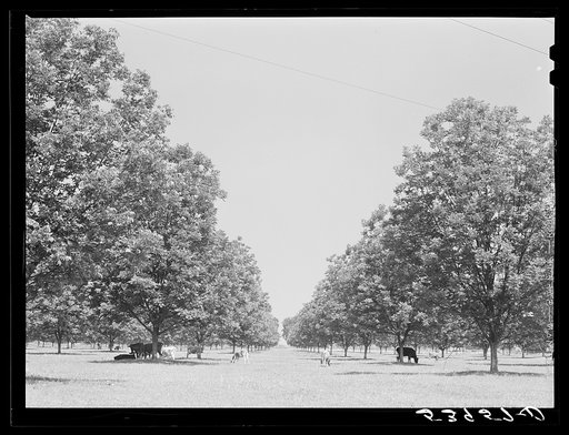 The pecan grove and some of the livestock owned cooperatively by the project association. Transylvania Project, Louisiana