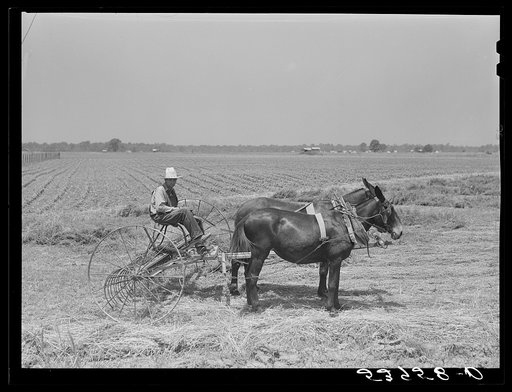 Untitled photo, possibly related to: One of project families raking his hay. Transylvania Project, Louisiana