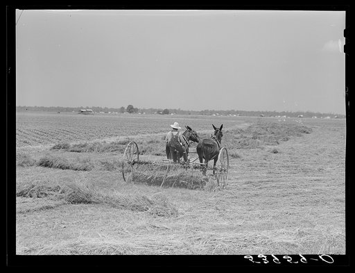 One of project families raking his hay. Transylvania Project, Louisiana