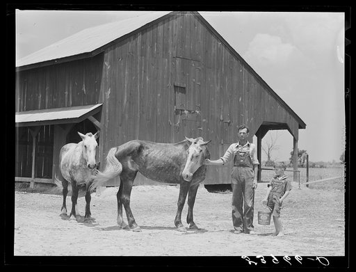 W.D. Anglin and his son with their team of mares in front of his barn. Transylvania Project, Louisiana