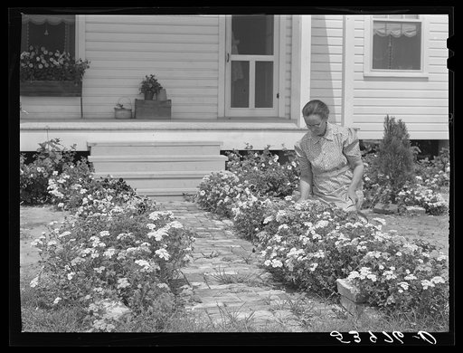 Untitled photo, possibly related to: Mrs. J.G. Stanley cutting flowers in front of her home. Transylvania Project, Louisiana