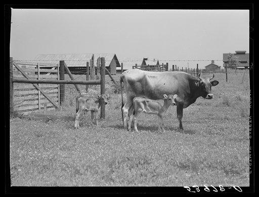 Charlie B. Thompson's cow and twin calves. Several of the project families are trying to build up a small dairy business, starting in by shipping sour cream. Transylvania Project, Louisiana