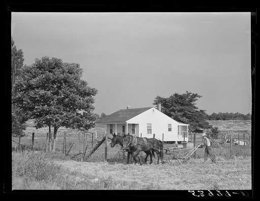 Untitled photo, possibly related to: W.D. Anglin cultivating his corn with his pair of mares. Transylvania Project, Louisiana